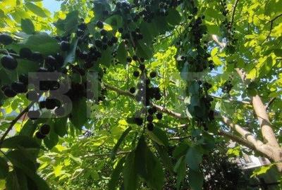 Casa individuala Catamarasti Deal, 7 camere, livada pe rod, 992mp! - 3