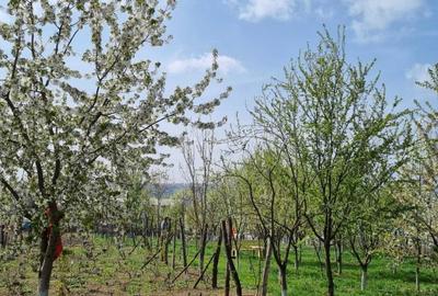 Casă cu 4 camere în Răchiți - 4