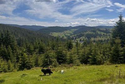 Teren de 9700 mp, în Beliș - 1
