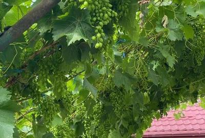 Casă cu 4 camere cu Teren 1800 Mp în Merei - 8