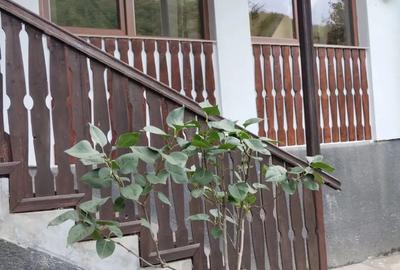 Vand cabana la Rimetea,Alba - 2