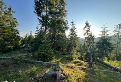 Teren de 500000 mp, în Ciocănești - 11