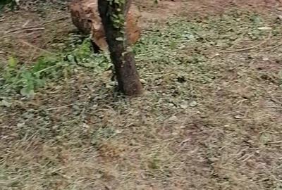 Casă cu 4 camere în Budănești - 4