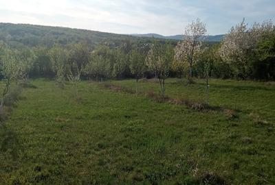 Teren de 7700 mp, în Dumbrăveni - 2