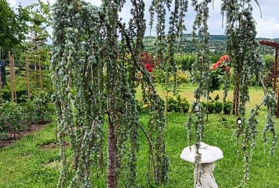 Proprietar, parter la casa cu etaj, Mogosesti - Iasi, 10 km Proprietar, parter la casa cu etaj, Mogosesti - Iasi, 10 km - 10