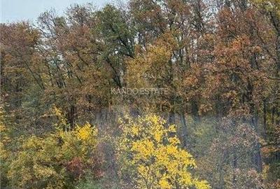 Garsonieră, mobilată în Mogoșoaia - 6