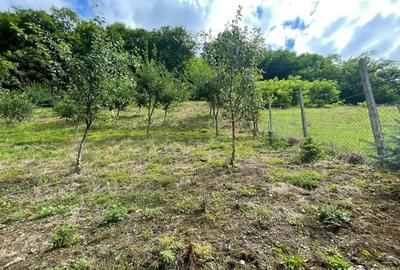 Casă cu 4 camere cu Teren 1500 Mp în Dobra - 10