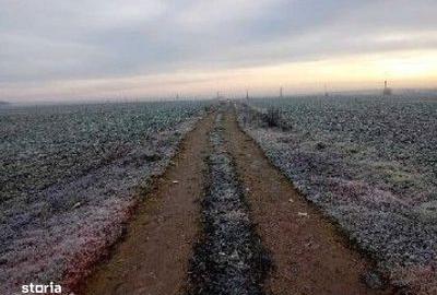 Teren de 1831 mp, în Snagov - 6