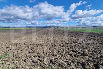 Teren de 15000 mp, în Bod - 4