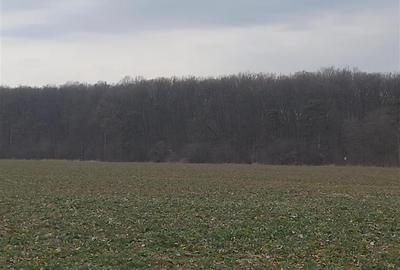 VANZARE TEREN INTRAVILAN BUFTEA | ultimele loturi | 500mp/lot | pentru case | st - 12