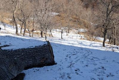 Teren de 2031 mp, în Poiana - 2