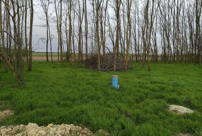 Spațiu comercial, în Lipia - 1