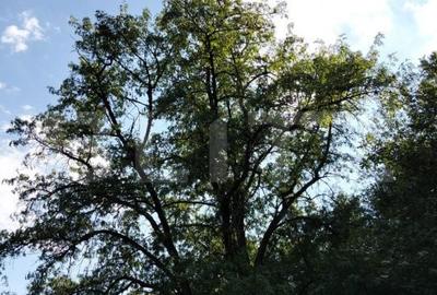 Spațiu comercial, în Poiana Ampoiului - 5