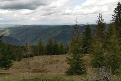 Teren 15841 mp,pret 8 /mp Muntele Rece com. Maguri Racatau - 1