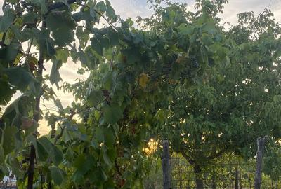 Casă cu 5 camere în Robănești - 2