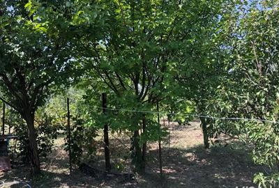 Casă cu 4 camere cu Teren 1700 Mp în Tulca - 3