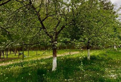 Teren pentru investitii 11.000 mp - 23