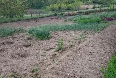 Casă cu 2 camere cu Teren 3868 Mp în Central - 7