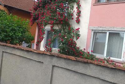 Casă cu Teren 4522 Mp în Ilia - 1