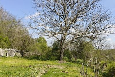 Casă cu 3 camere cu Teren 10300 Mp în Central - 3