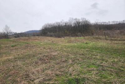 Teren de 8000 mp, în Șoimari - 2