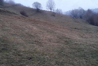Teren de 11606 mp, în Vișagu - 3