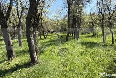 Casă cu 4 camere cu Teren 5000 Mp în Petrindu - 8