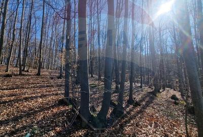 Teren de 4985 mp, în Sascut - 7