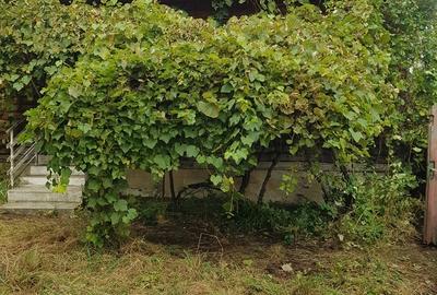 Poiana Sarata, Bacau - 3