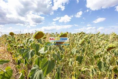 Teren agricol extravilan 2.6 ha - 26.000 mp - Valcelele, Buzau - 16