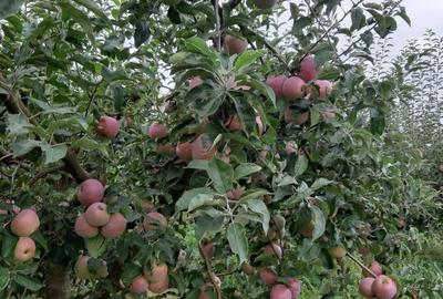 Spațiu comercial, în Fedeleșeni - 2