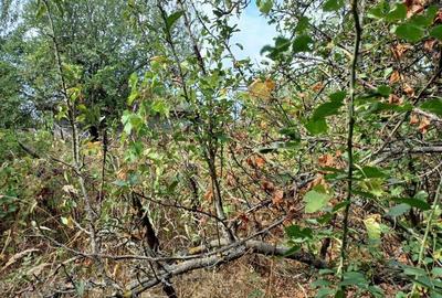 Casă cu 2 camere cu Teren 3100 Mp în Diculești - 14