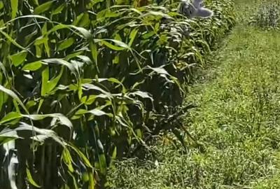 Teren de 54000 mp, în Mihălășeni - 1