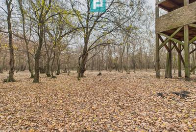 Teren extravilan de 5000 mp, în Periam - 14