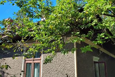 Casa 3 camere Dridu - 4