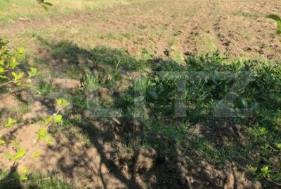 Casă cu 4 camere cu Teren 4000 Mp în Lazuri - 9