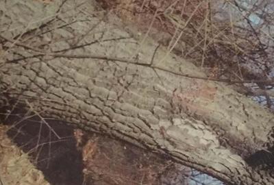 Teren forestier fag stejar - 2