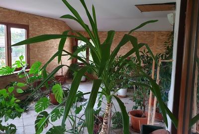 Casa Bolintin Vale - zona extrem de linistita, curte mare - 11