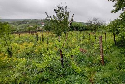 Casă cu 3 camere în Hoisești - 3