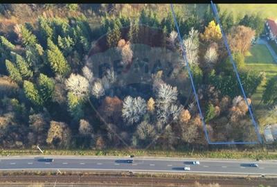 Teren Construcții intravilan de 10000 mp, în Timișu de Jos - 11