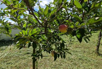 Teren de 2500 mp, în Exterior Vest - 6