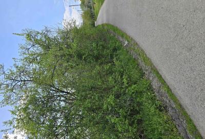 Teren de 6000 mp, în Gurasada - 8