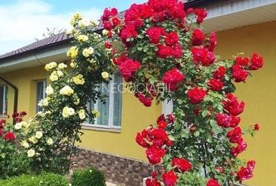 Casa de vanzare, fara schimb! - 4