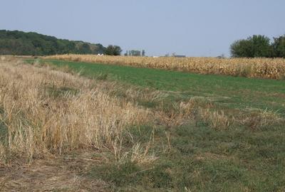 Clinceni-Ordoreanu intre padurea Teghes si Ordoreanu - 4