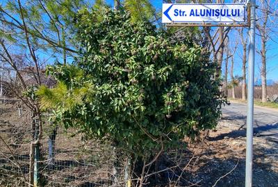 Teren Construcții intravilan de 13175 mp, în Ciolpani - 2