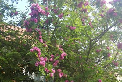 Casă cu 3 camere cu Teren 450 Mp în Hidiș - 4