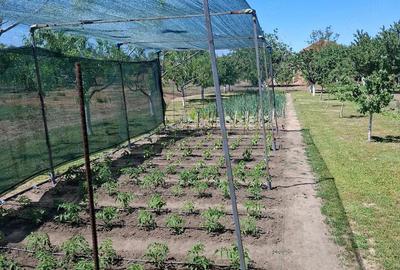 Casă cu 5 camere cu Teren 1600 Mp în Aradul Nou - 4