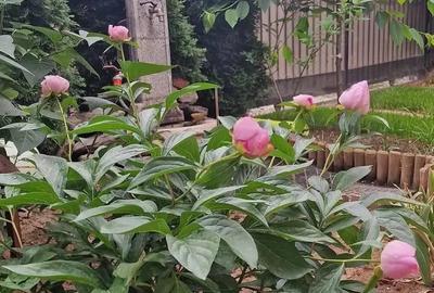 Vila Individuala 5 Camere P+1+M , Strada Cire?ului, Fundeni Dobroesti - 15