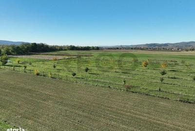 Teren de 13965 mp, în Aușeu - 5