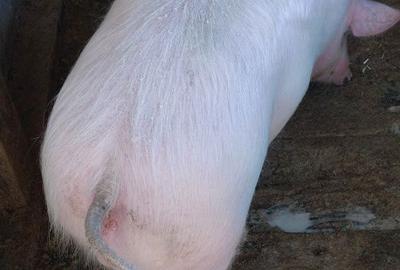 Apartament în Izvoru Ampoiului - 2